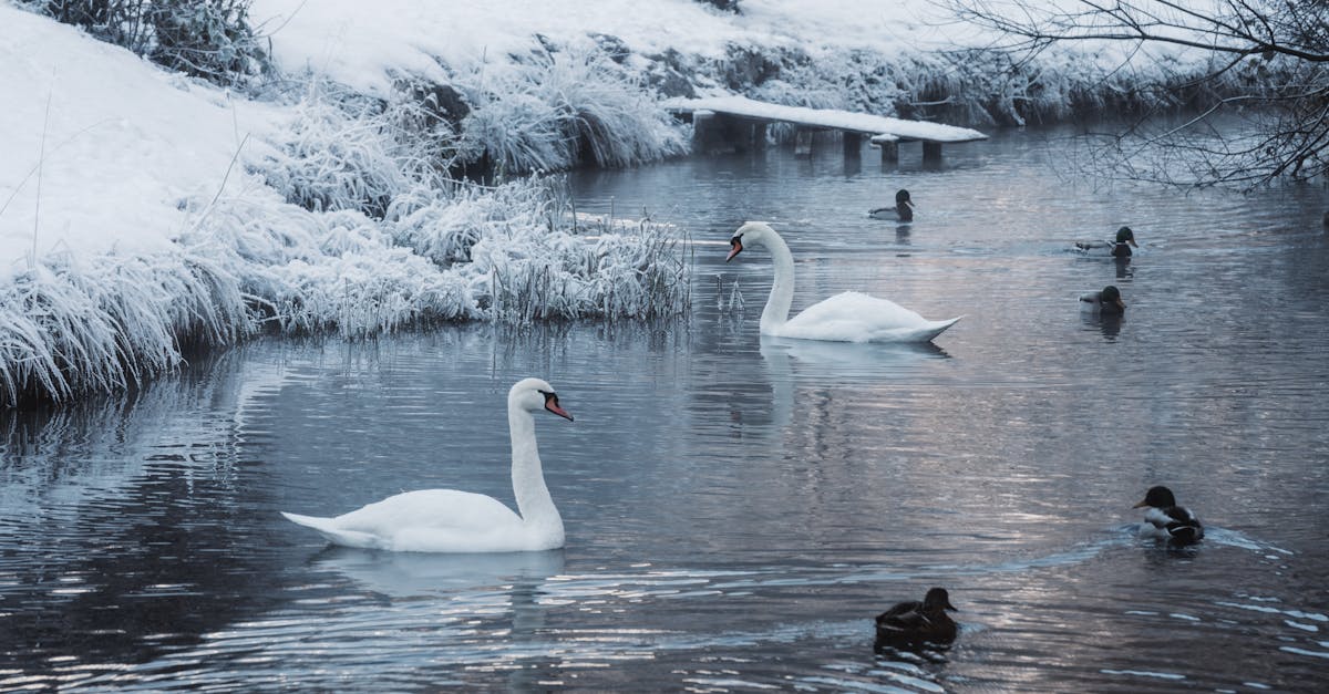 learn about frozen shoulder, its causes, symptoms, and effective treatment options to regain your mobility and comfort. understand how to manage pain and improve your quality of life with expert insights.