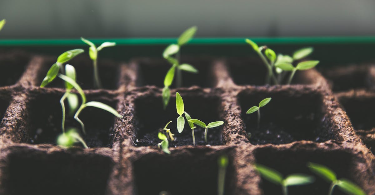 découvrez le monde fascinant des plantes, des fleurs vibrantes à la verdure luxuriante. découvrez leurs bienfaits, leurs conseils d'entretien et l'importance des plantes dans notre écosystème.