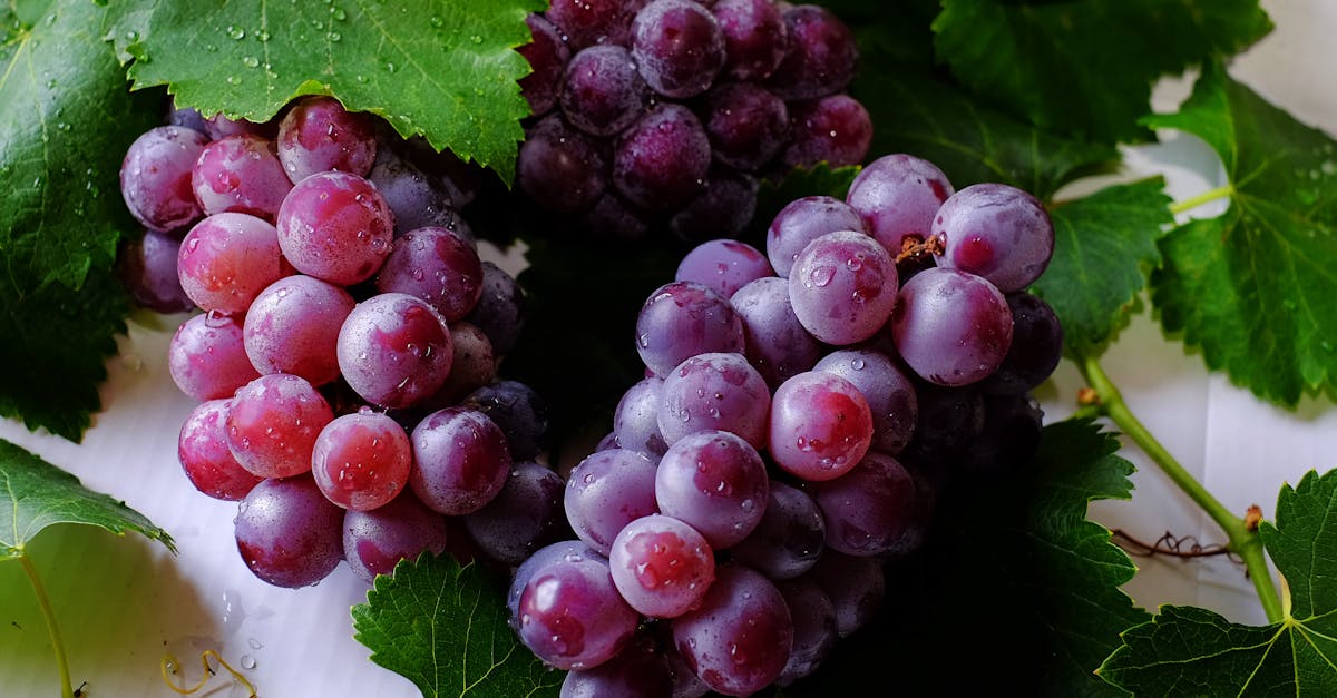 découvrez les causes, les symptômes et les traitements des céphalées en grappe, une maladie débilitante caractérisée par une douleur intense et des épisodes récurrents. apprenez à gérer et à faire face à ce trouble difficile.