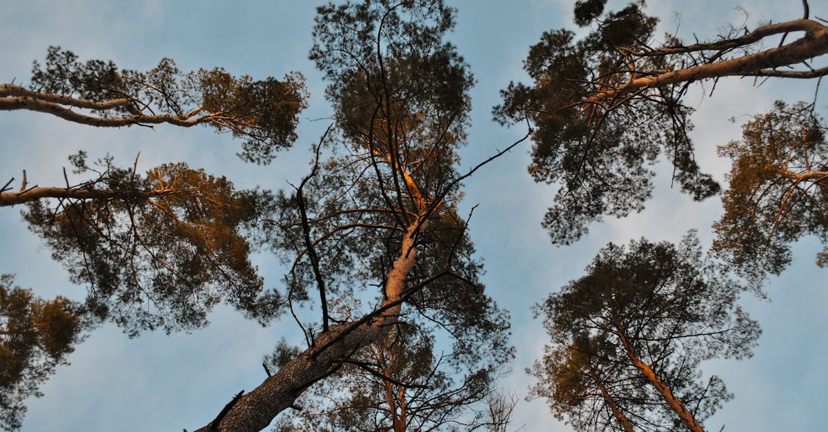 explore the phenomenon of vertigo, a dizzying sensation that affects balance and spatial orientation. discover its causes, symptoms, and treatments in this insightful guide.