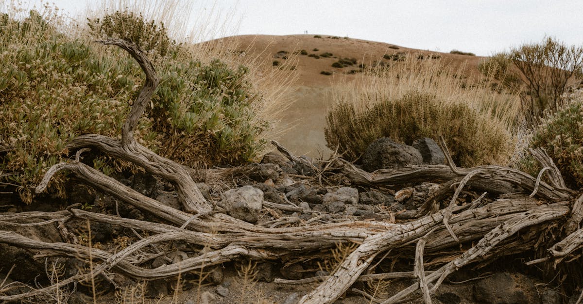 explore the causes, symptoms, and effects of dehydration, along with essential tips for prevention and effective treatments. stay informed to maintain optimal hydration and overall health.