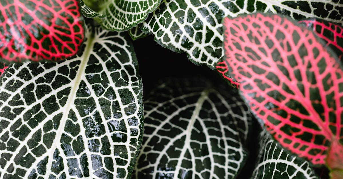 learn about pinched nerves, including symptoms, causes, and treatment options. discover how to find relief from pain and discomfort associated with this common condition.