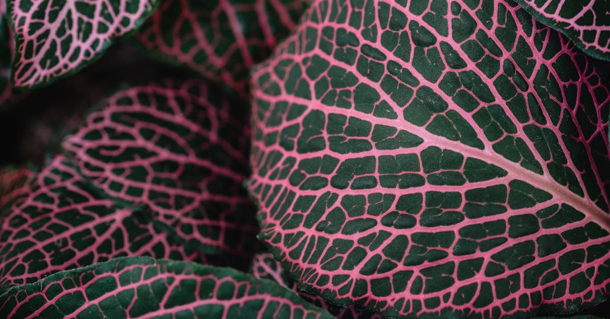 learn about pinched nerves, their causes, symptoms, and effective treatment options. discover how to relieve pain and restore mobility with expert insights and tips.