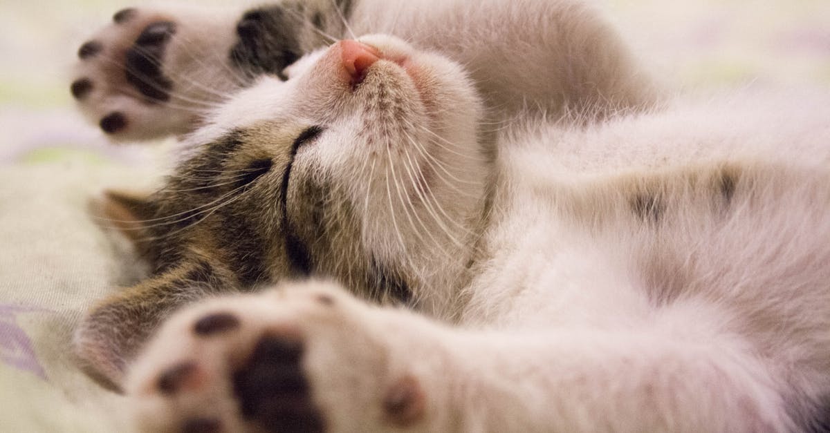 discover the importance of sleep for overall health and well-being. learn tips for improving your sleep quality and establishing a restful nighttime routine.