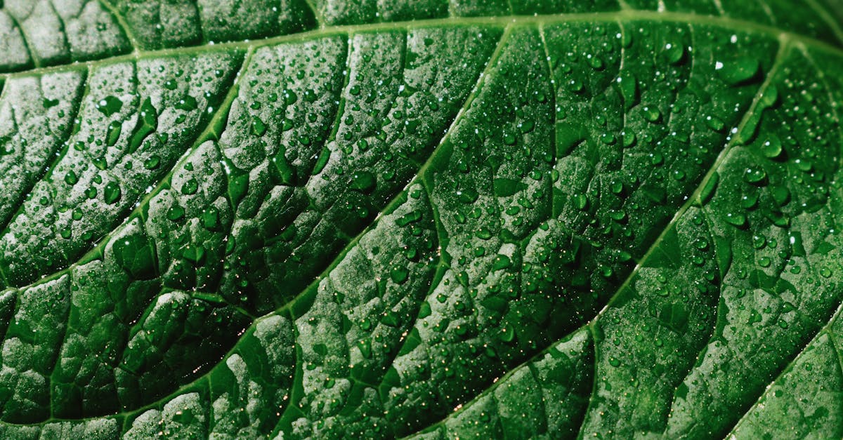 discover the importance of hydration for your overall health and well-being. learn tips and benefits of staying hydrated, and how it influences energy levels, skin health, and cognitive function.